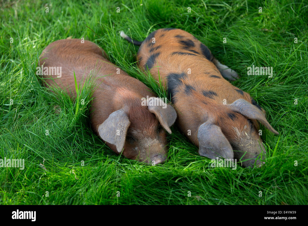 Oxford Sandy et cochons noirs,conservé au pays pour leur viande pour l'alimentation, ces rares-porcs reproducteurs proviennent d'Oxfordshire.une ferme Royaume-uni Banque D'Images