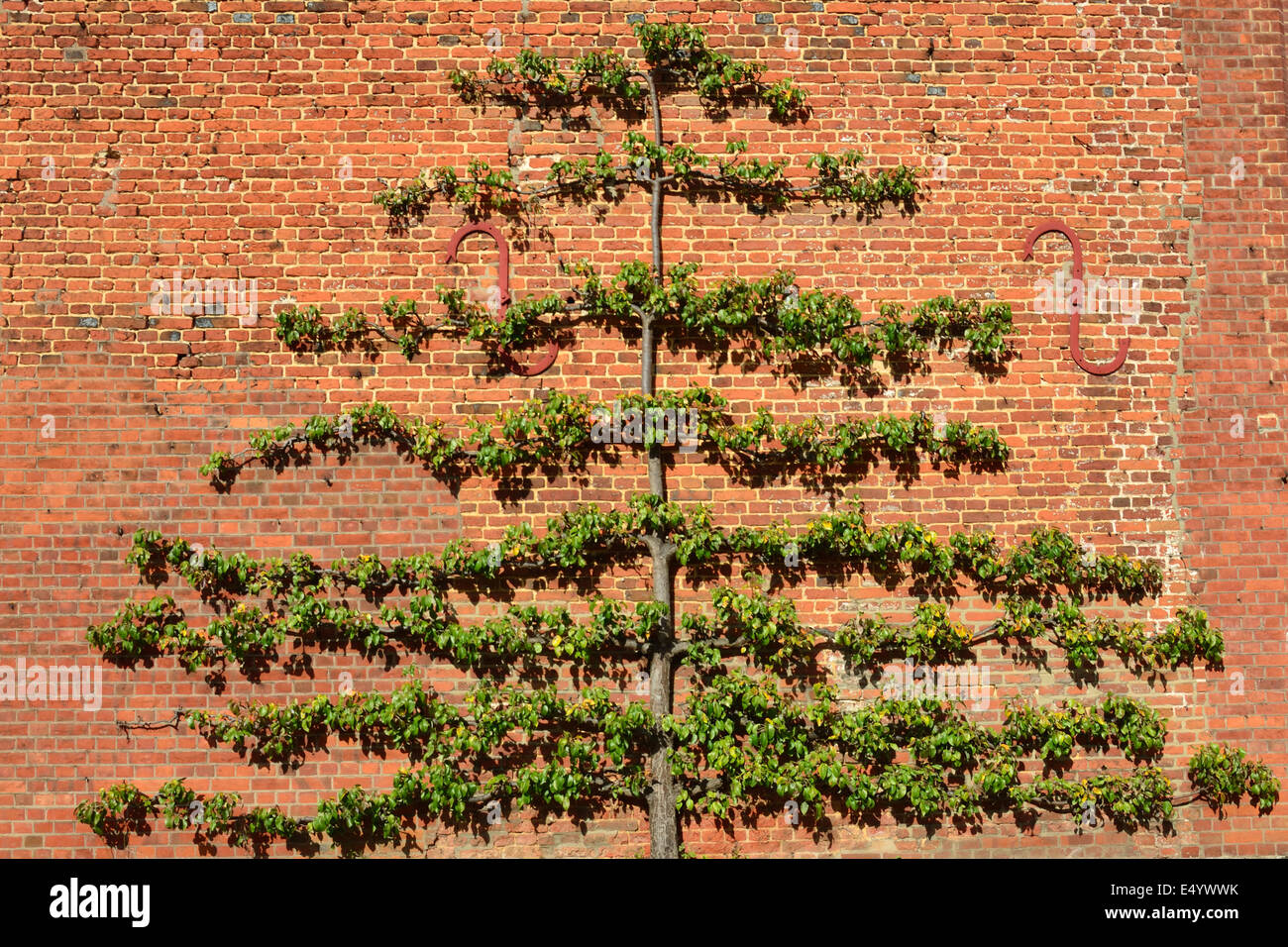 Arbre fruitier formé sur mur de brique Banque D'Images