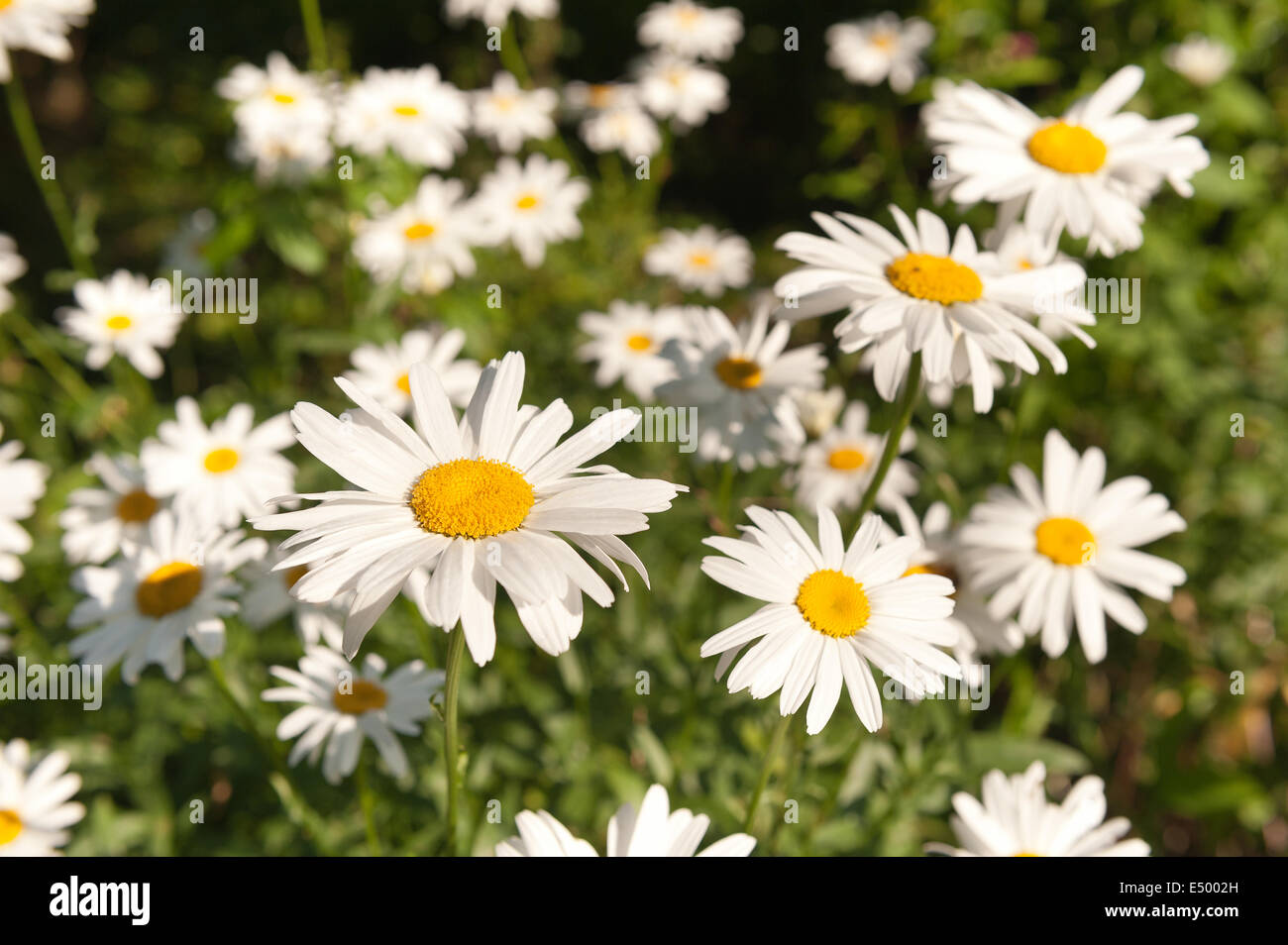 Collection et massif de tous ces jolis Oxeye daisy plantes fleurs à leur premier le soleil brille, Banque D'Images