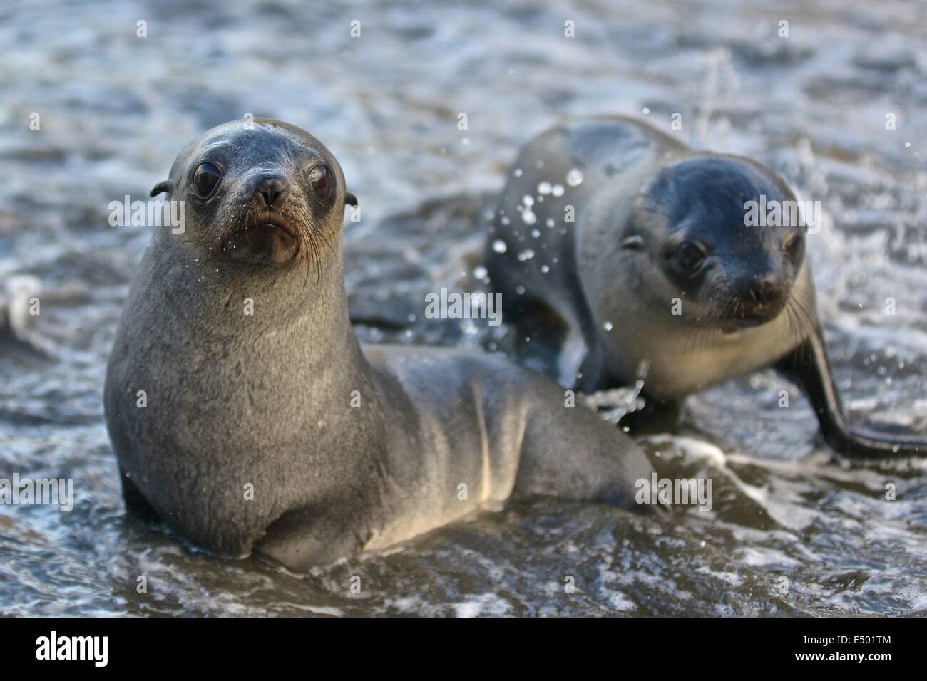 Argentina (Arctocephalus gazella). Stromness Bay en Géorgie du Sud. Banque D'Images