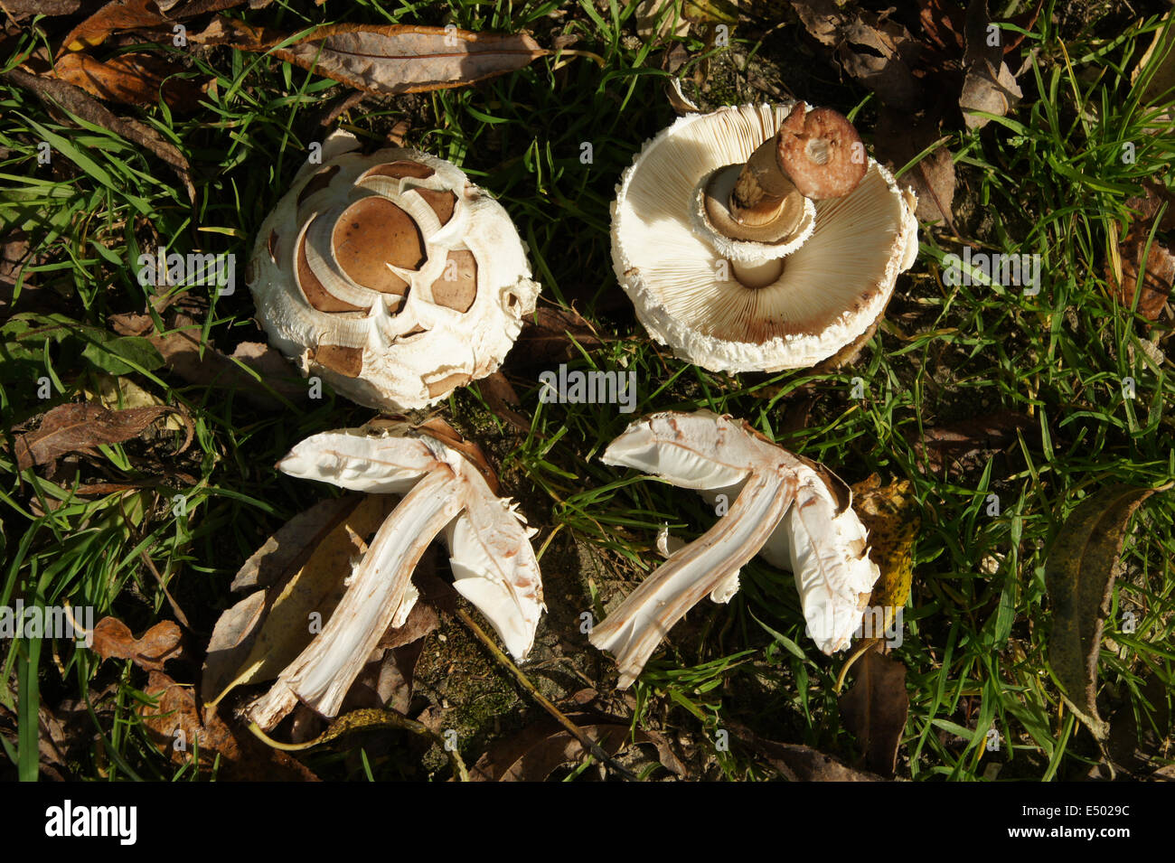 Parasol mushrooms Banque D'Images