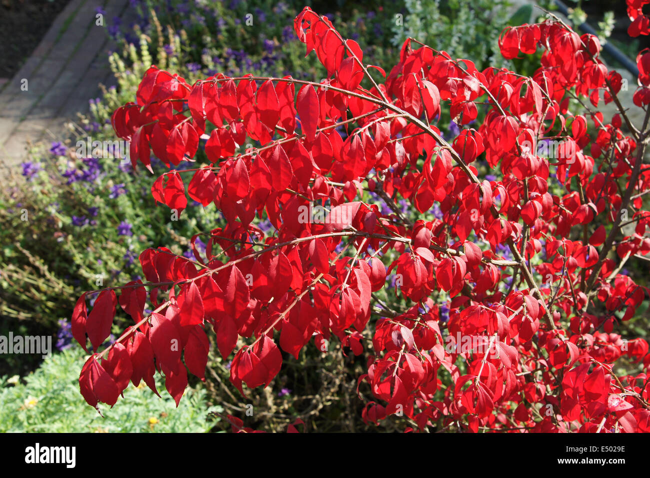 Le buisson ardent Banque de photographies et d’images à haute