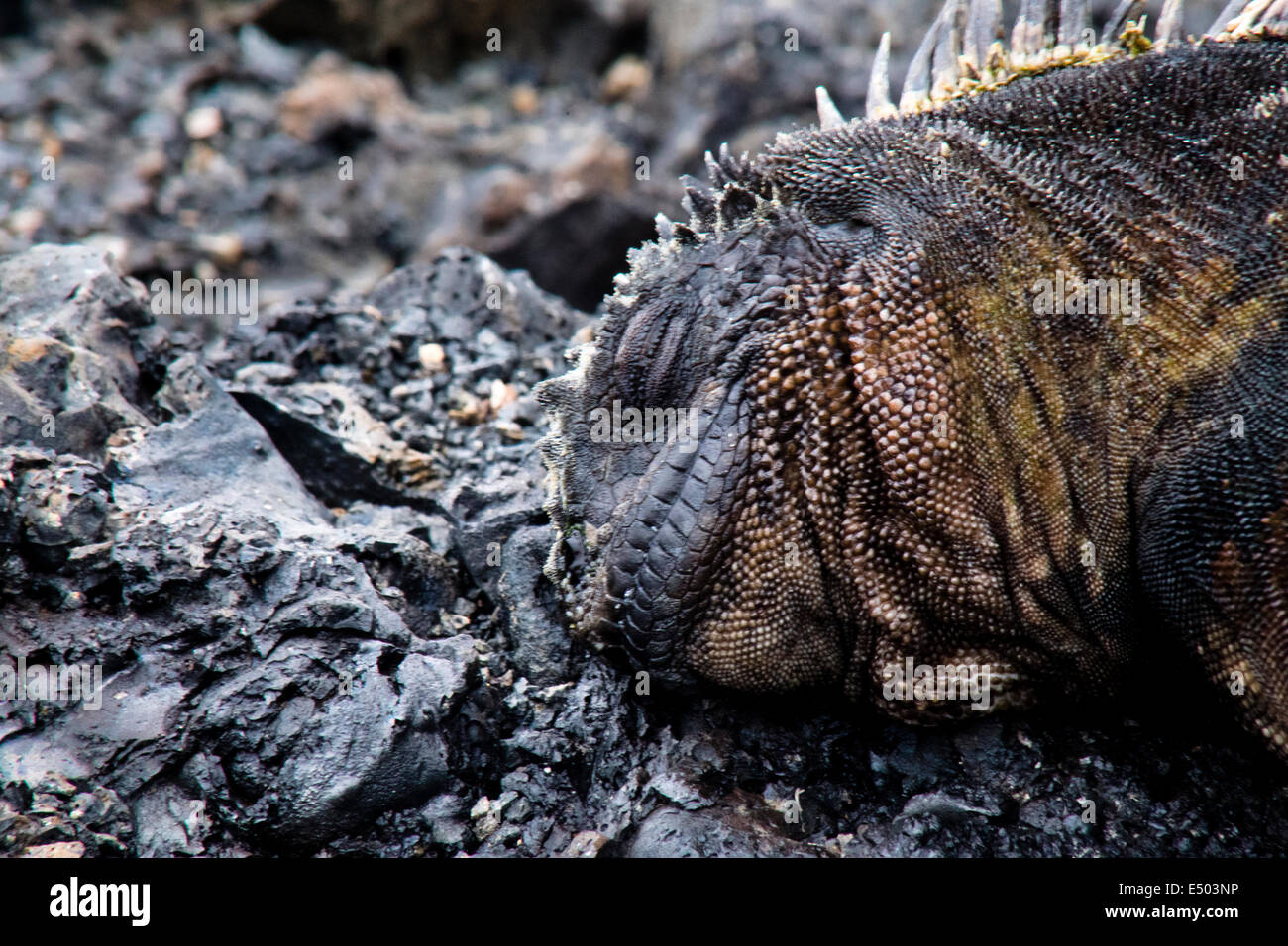 Dormir iguana marina l'île des Galapagos, Islas Galapagos, Equateur, Galapagosinseln Banque D'Images