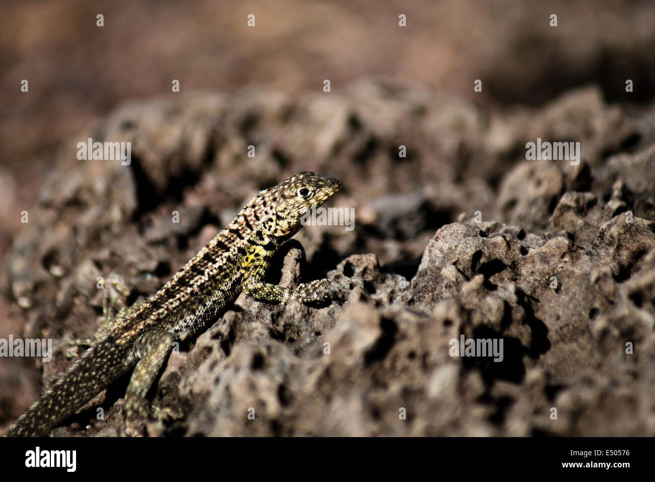 La faune sur l'île des Galapagos Banque D'Images