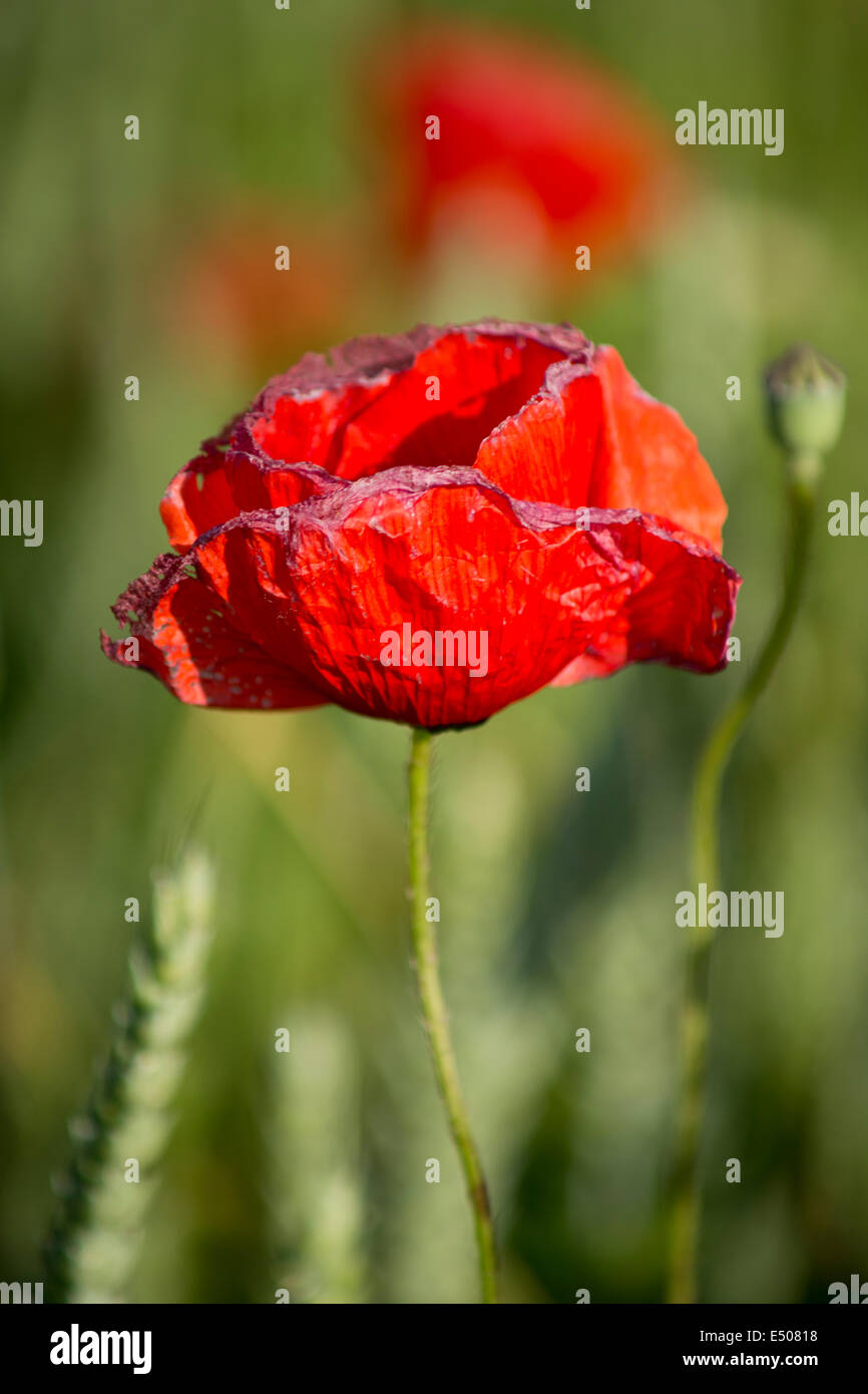 Champ de coquelicots, Hannover, Allemagne Banque D'Images