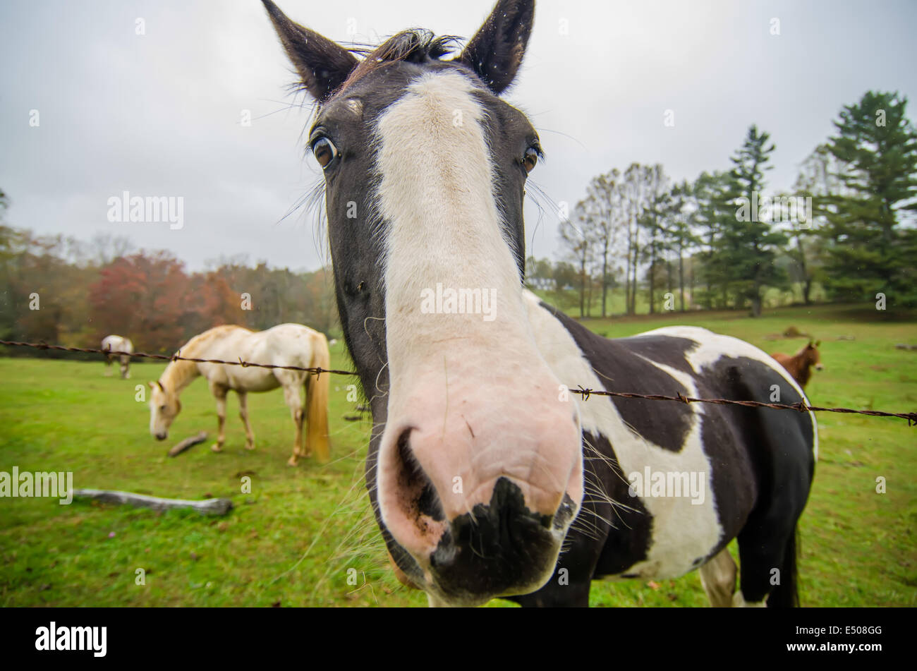 Funny horse nez et portrait Banque D'Images