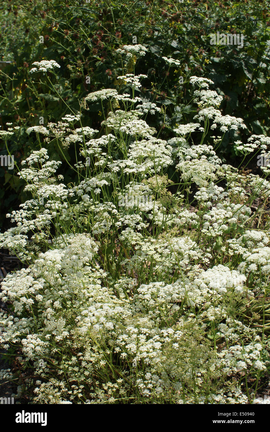 Anis Banque D'Images