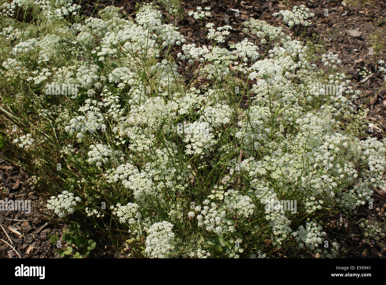 Anis Banque D'Images