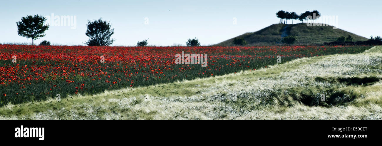 Champ de coquelicots, Hannover, Allemagne Banque D'Images