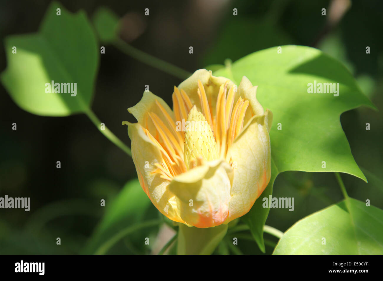 Liriodenron tulipifera montrant leaf and flower Banque D'Images