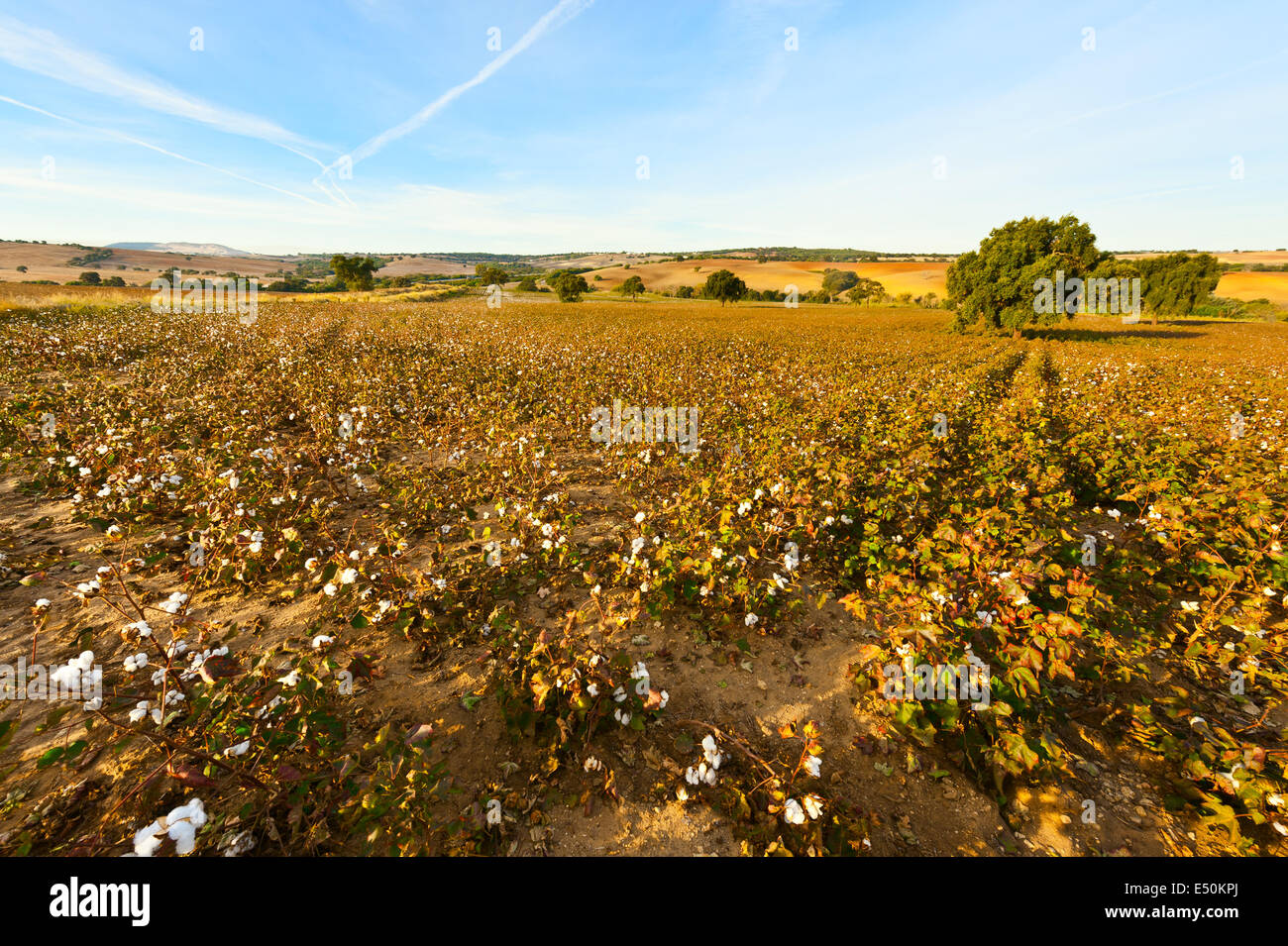 Fruits de coton Banque D'Images