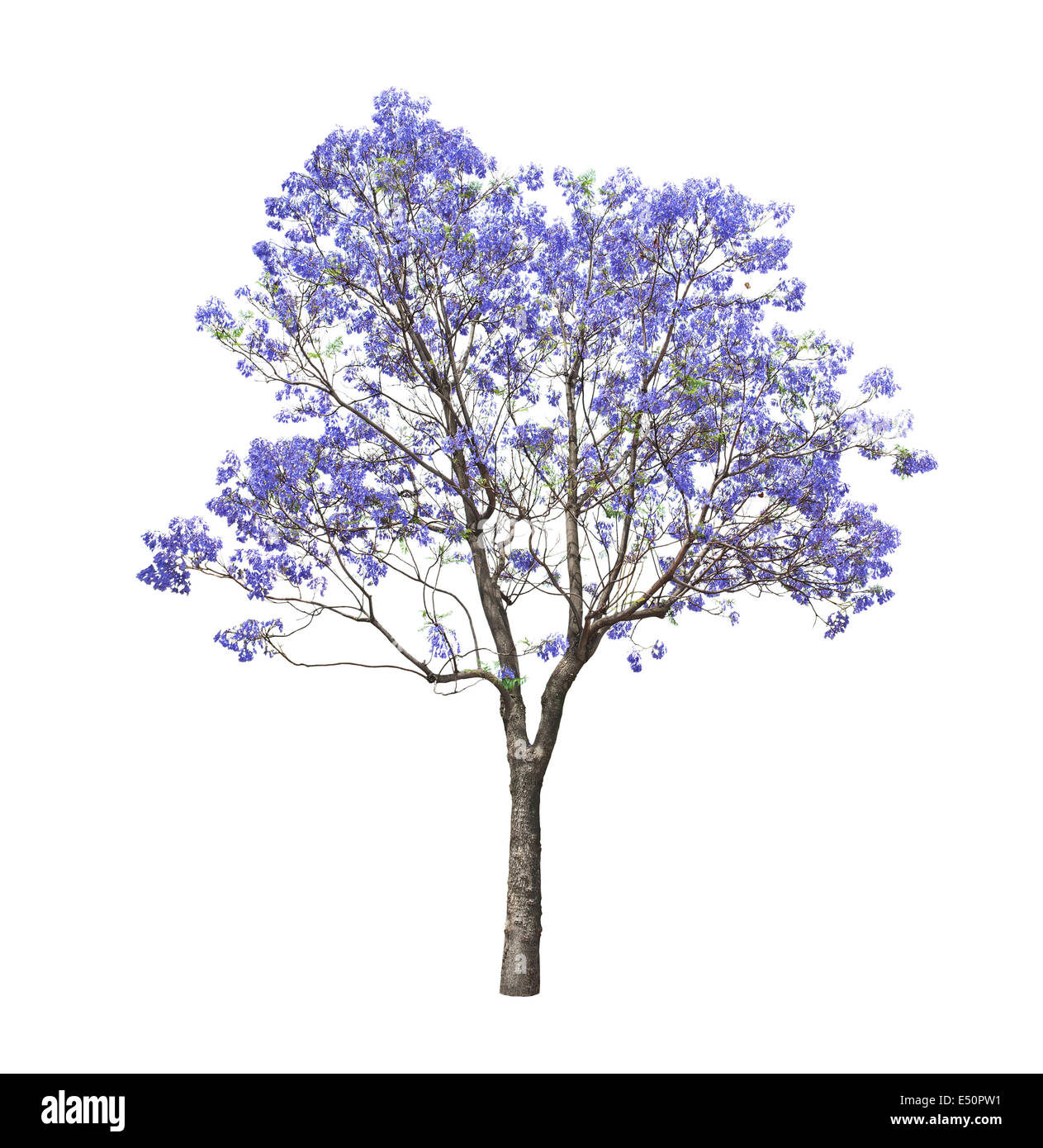 Belles fleurs de Jacaranda tree Banque D'Images