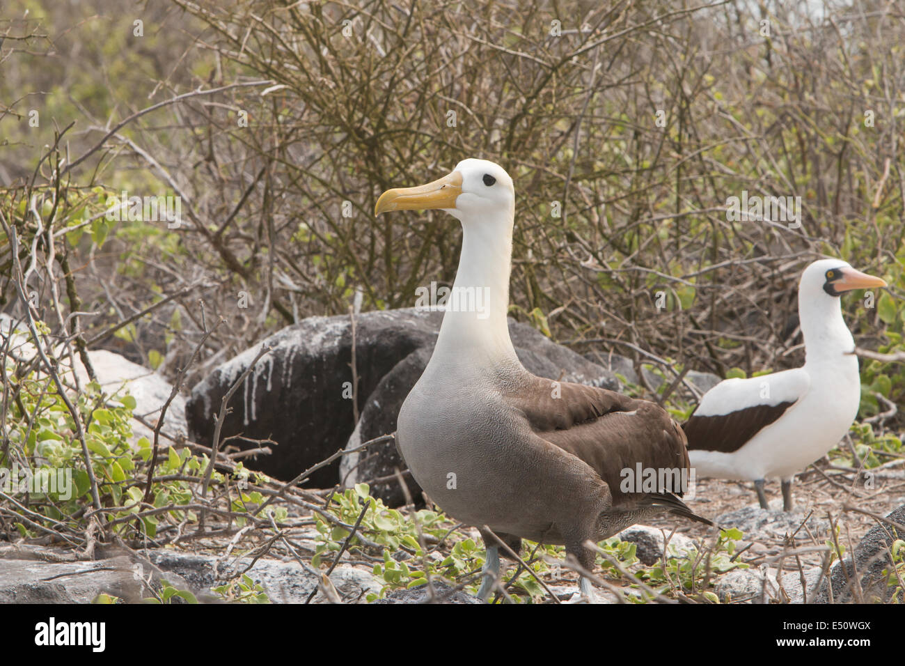 Albatros de la Îles Galápagos Banque D'Images