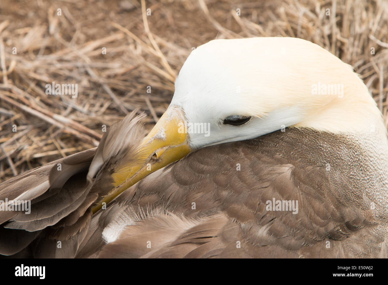 Albatros de la Îles Galápagos Banque D'Images