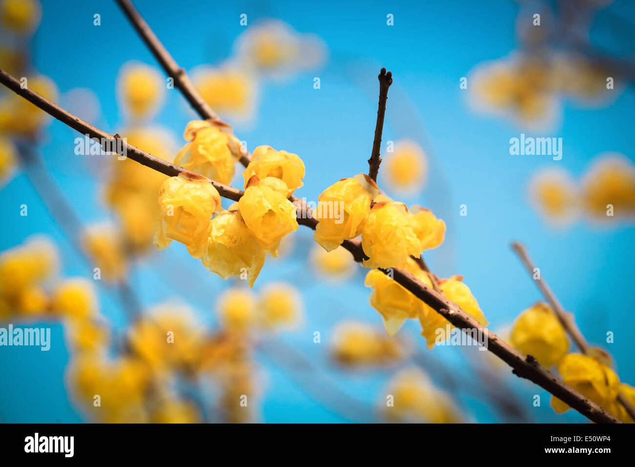 Fleur jaune wintersweet en hiver Banque D'Images