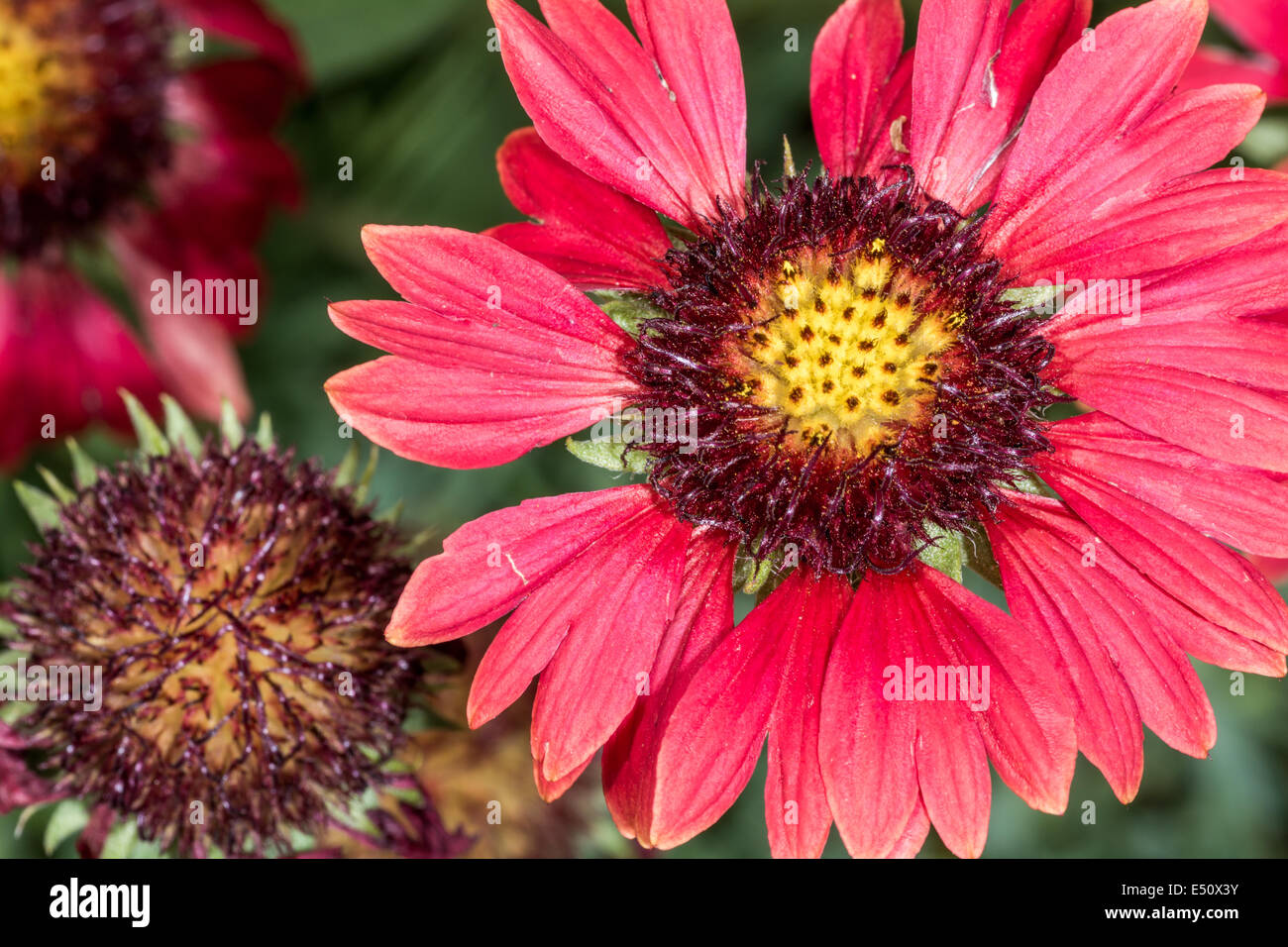 Fleurs daisy écarlate dans l'heure d'été Banque D'Images