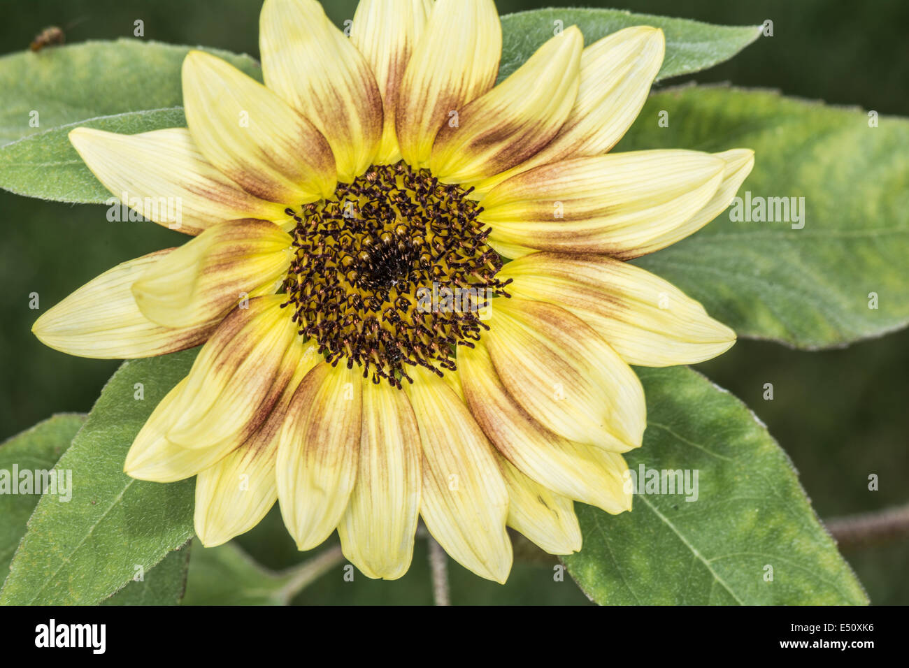 Daisy fleur fleur en été Banque D'Images