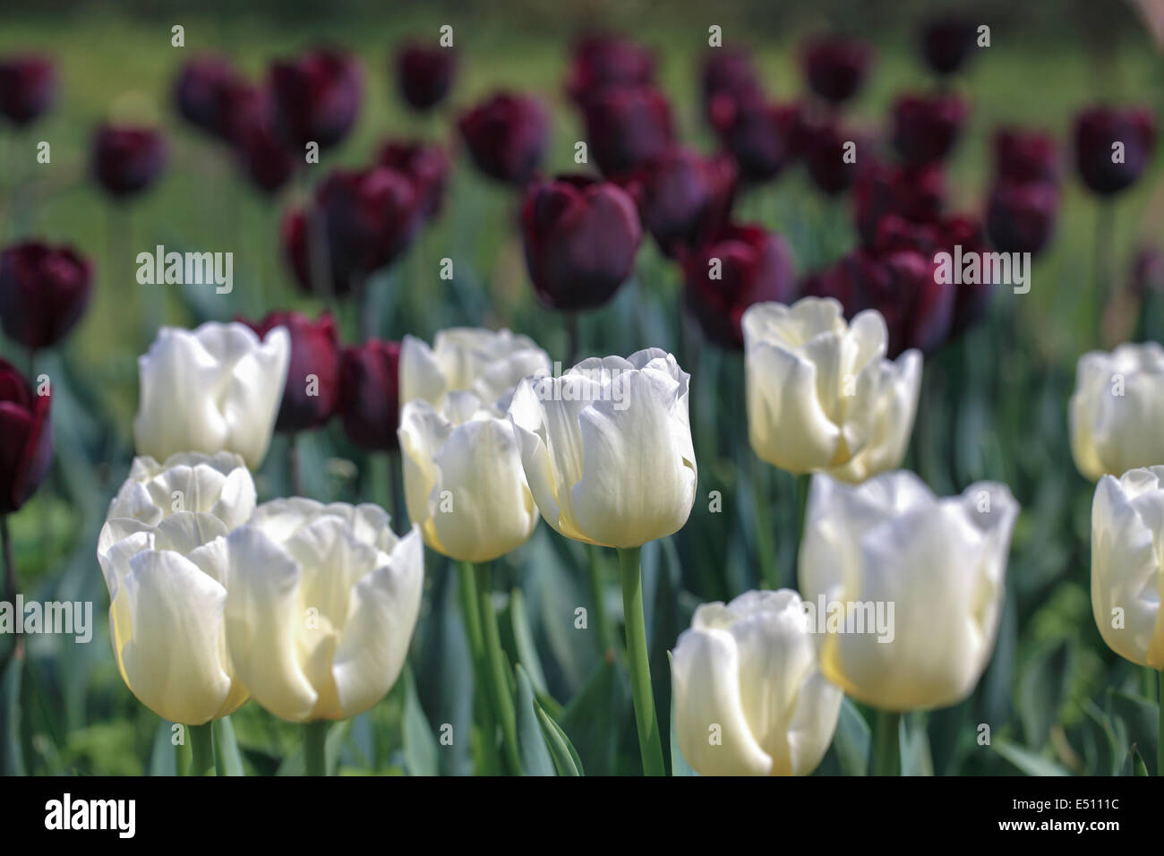 Gros plan tulipes blanches au printemps Banque D'Images
