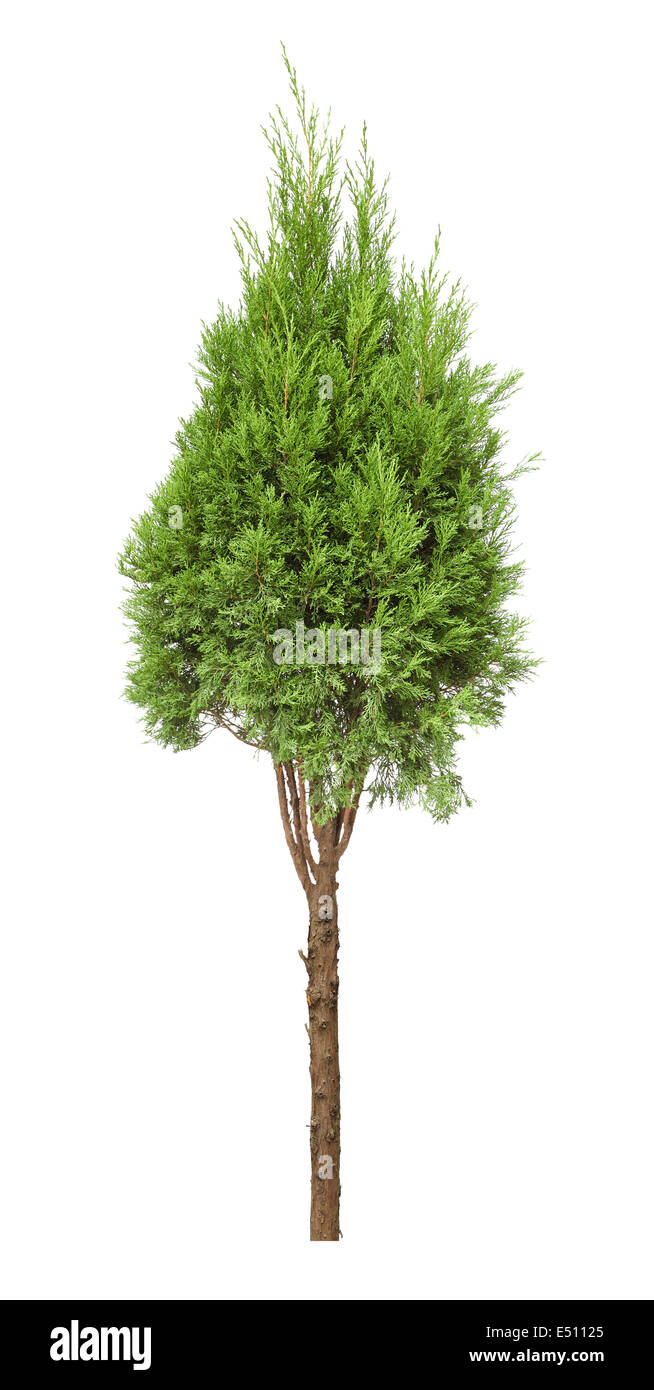 Petit arbre isolé Banque D'Images