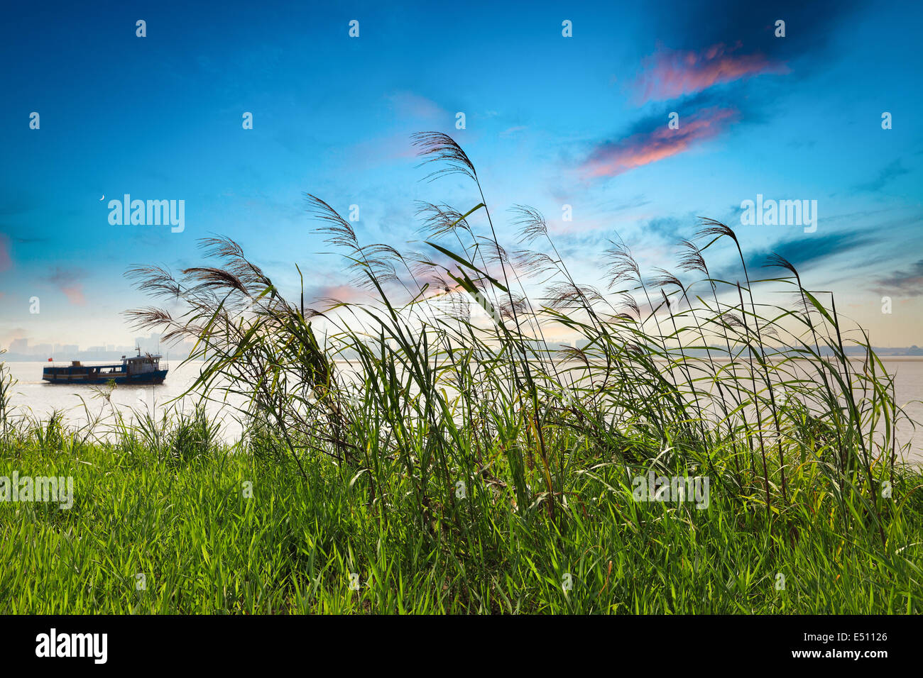 Coucher du soleil dans l'herbe reed glow Banque D'Images