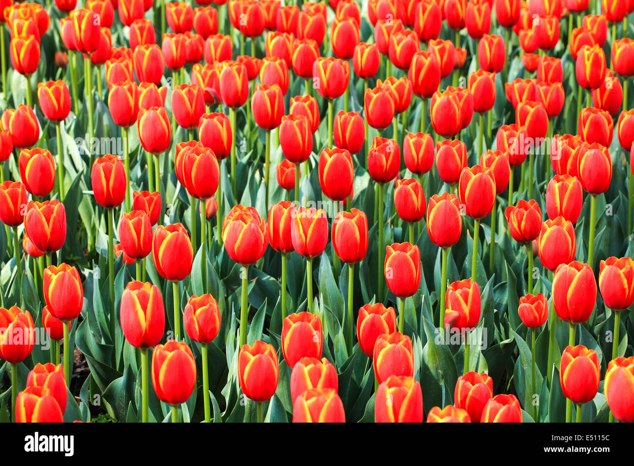 Tulipes rouges au printemps Banque D'Images