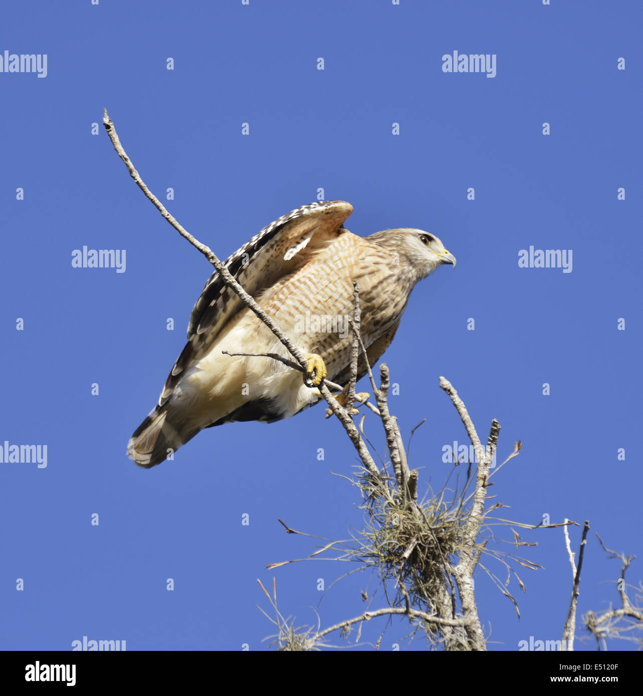 Broad-Winged Hawk Banque D'Images