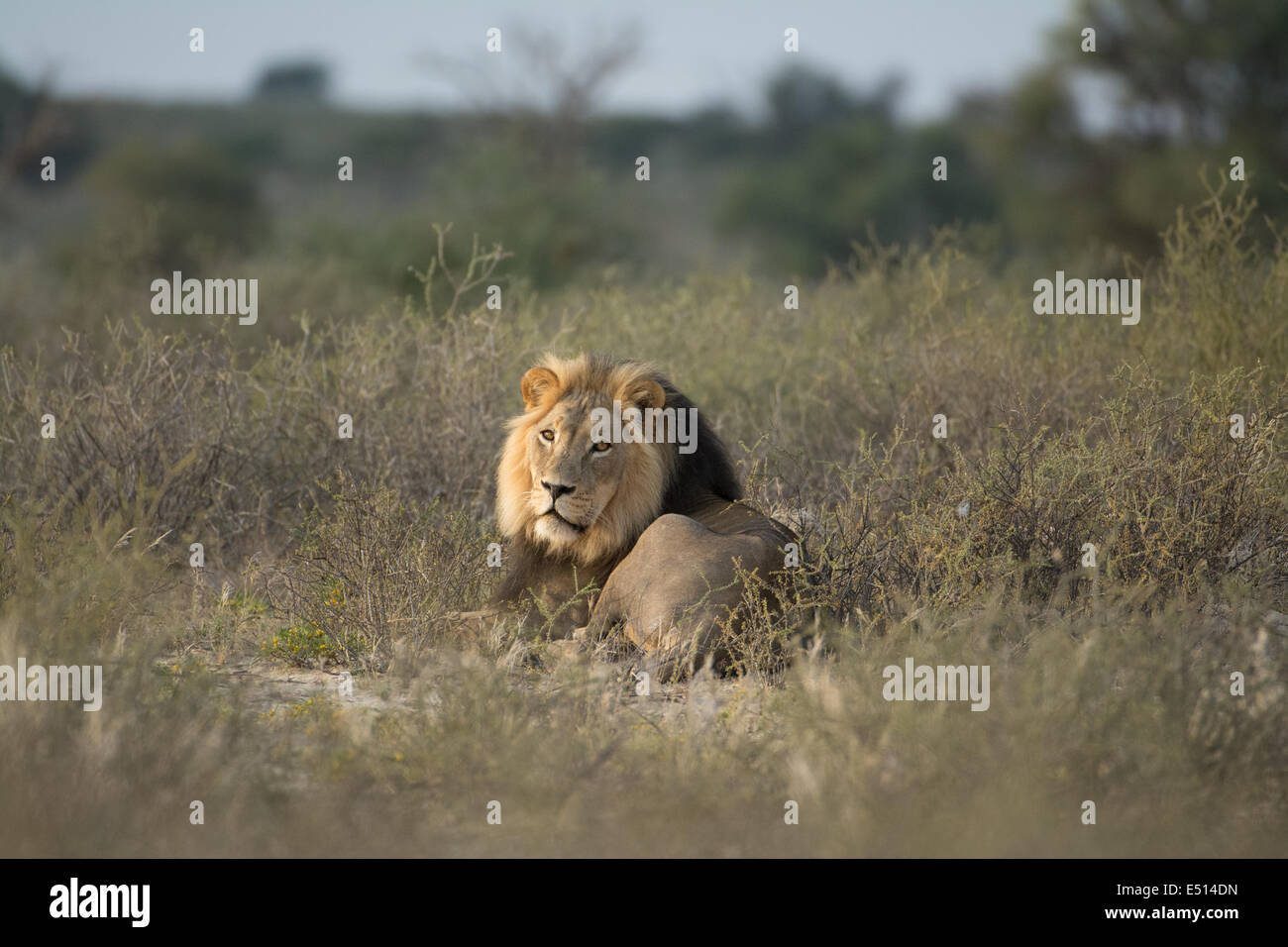 La crinière noire lion (Panthera leo), le parc Kgalagadi, Afrique du Sud Banque D'Images