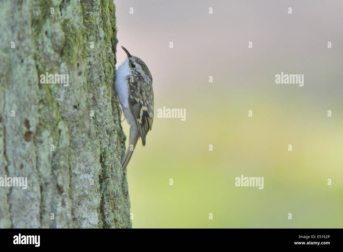 Bruant eurasien Banque D'Images