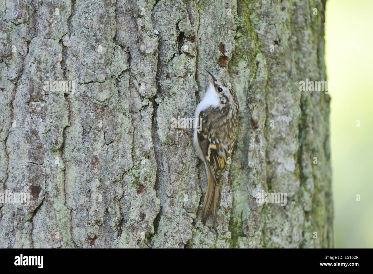 Bruant eurasien Banque D'Images