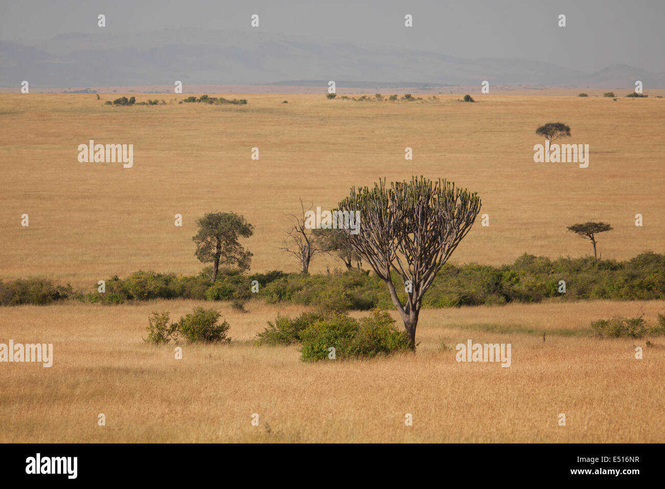 Les arbres africains solitaire Banque D'Images