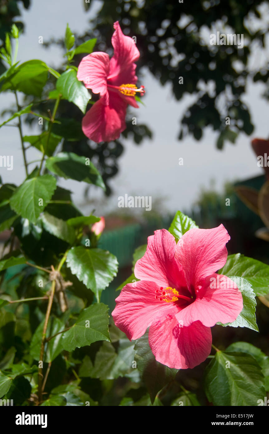 Fleurs d'Hibiscus rose et rouge Banque D'Images