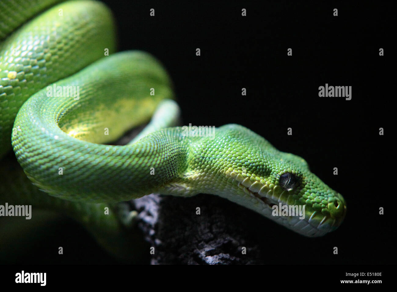 serpent vert Banque D'Images