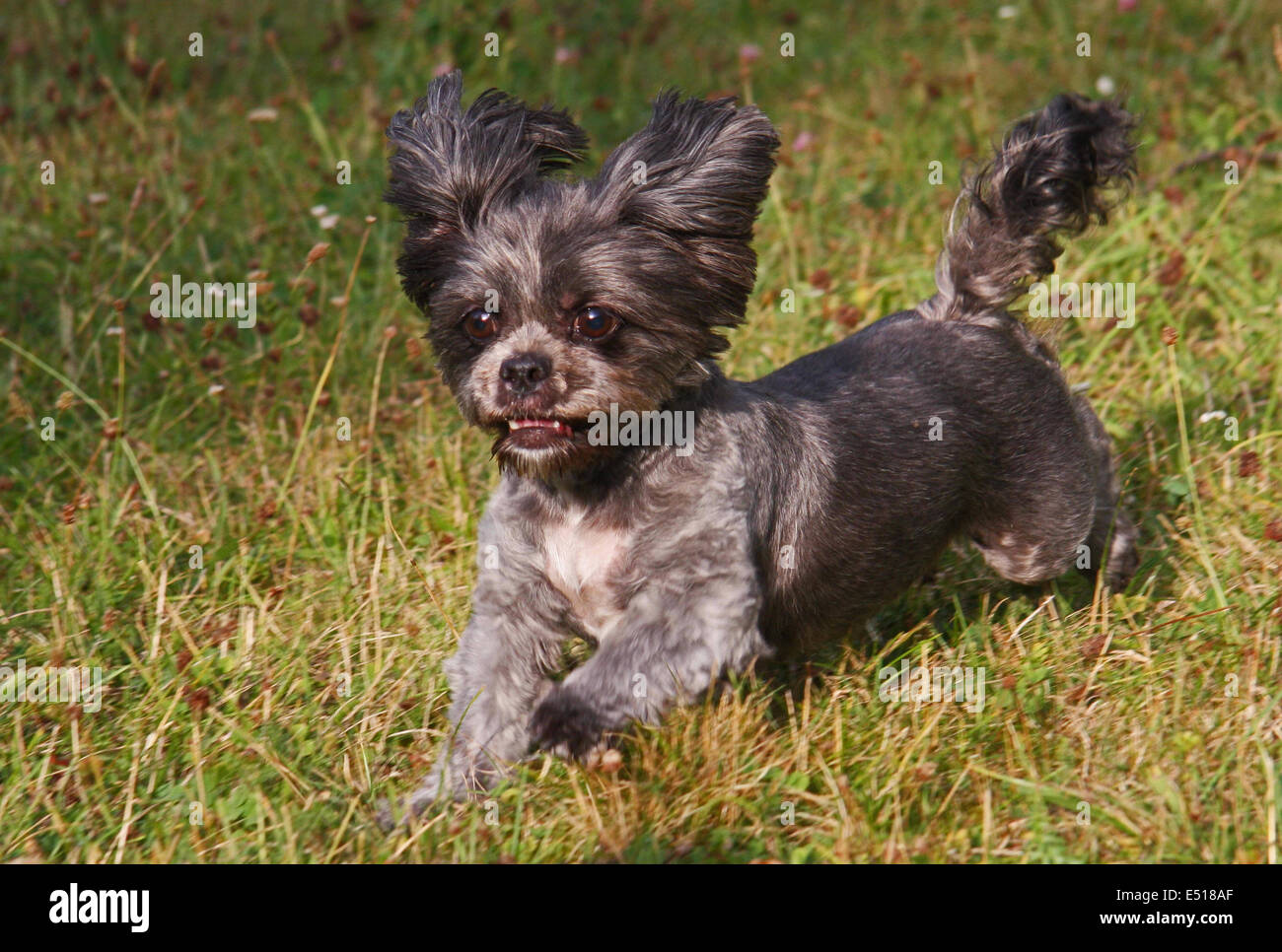 Running dog Banque D'Images