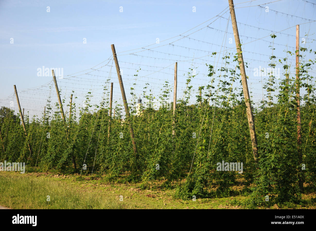 Hop-jardin Banque D'Images