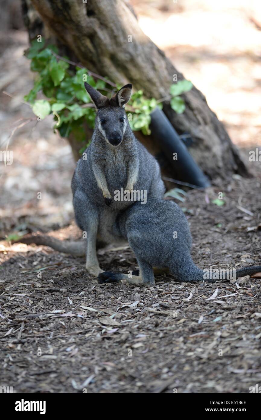 Wallaby australien Banque D'Images