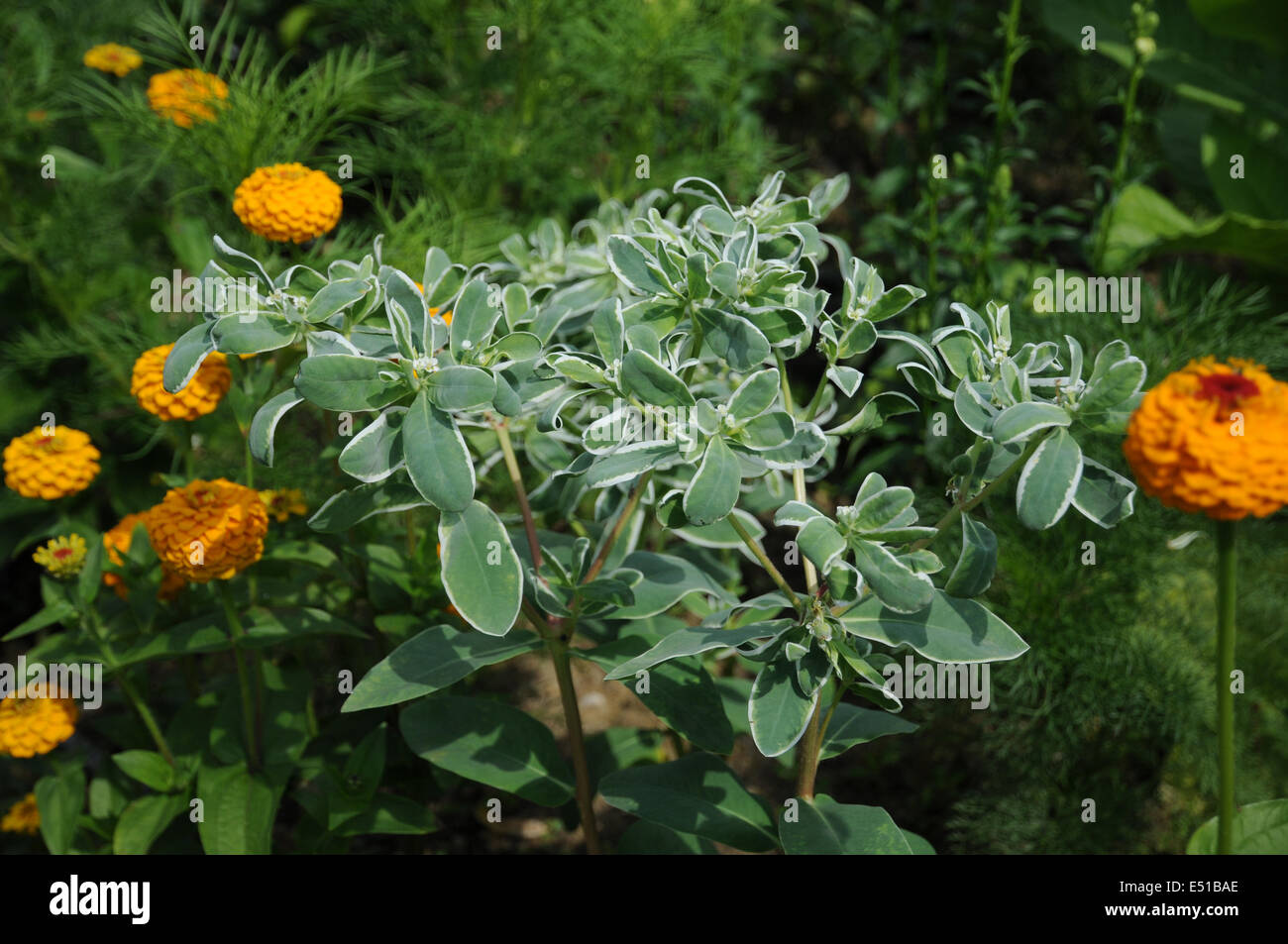 L'euphorbe panachée Banque D'Images