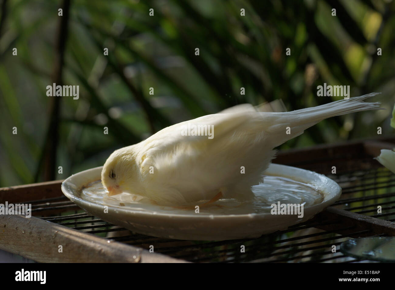 Canari dans une baignoire oiseaux Banque D'Images