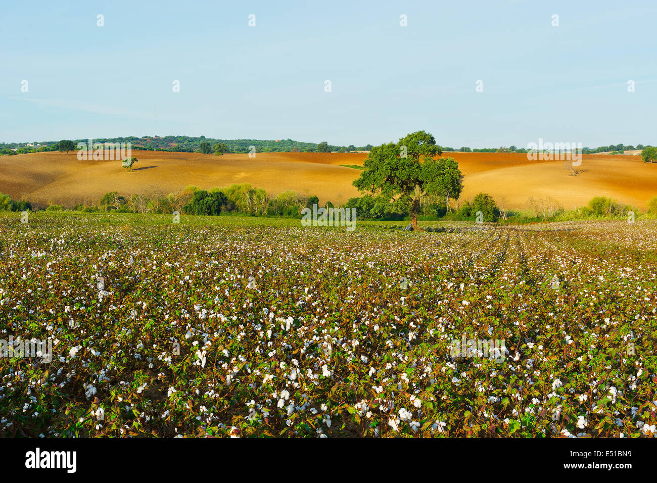 Coton Banque D'Images