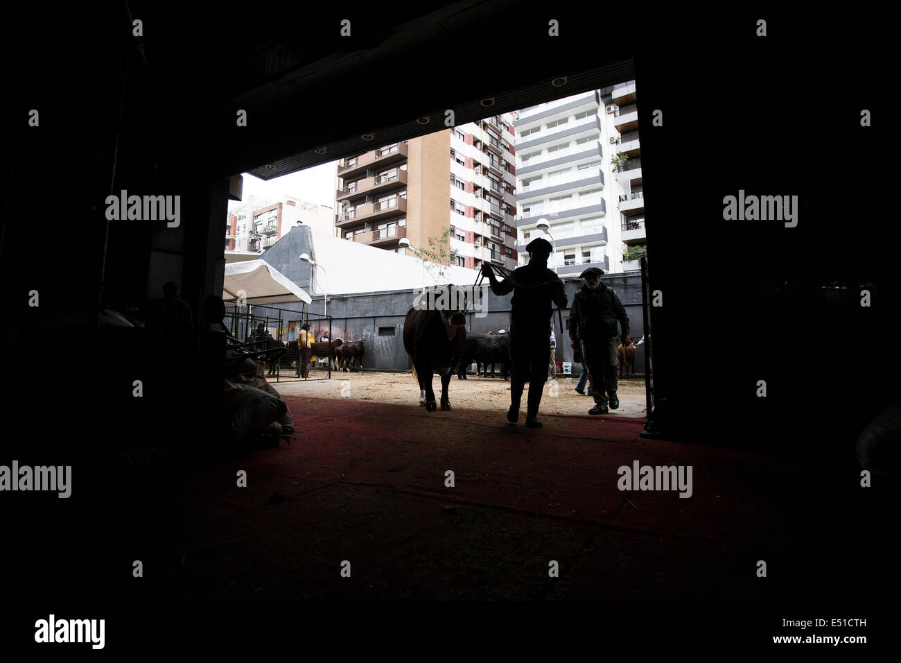 Buenos Aires, Argentine. 17 juillet, 2014. Un employé se retrouve une vache hereford au cours de la 128e édition du Salon de l'élevage, de l'Agriculture et de l'industrie, à Buenos Aires, capitale de l'Argentine, le 17 juillet 2014. Cette édition comprend la participation de près de 400 exposants, des animaux de différentes races, des séminaires et des conférences, selon les organisateurs. © Martin Zabala/Xinhua/Alamy Live News Banque D'Images