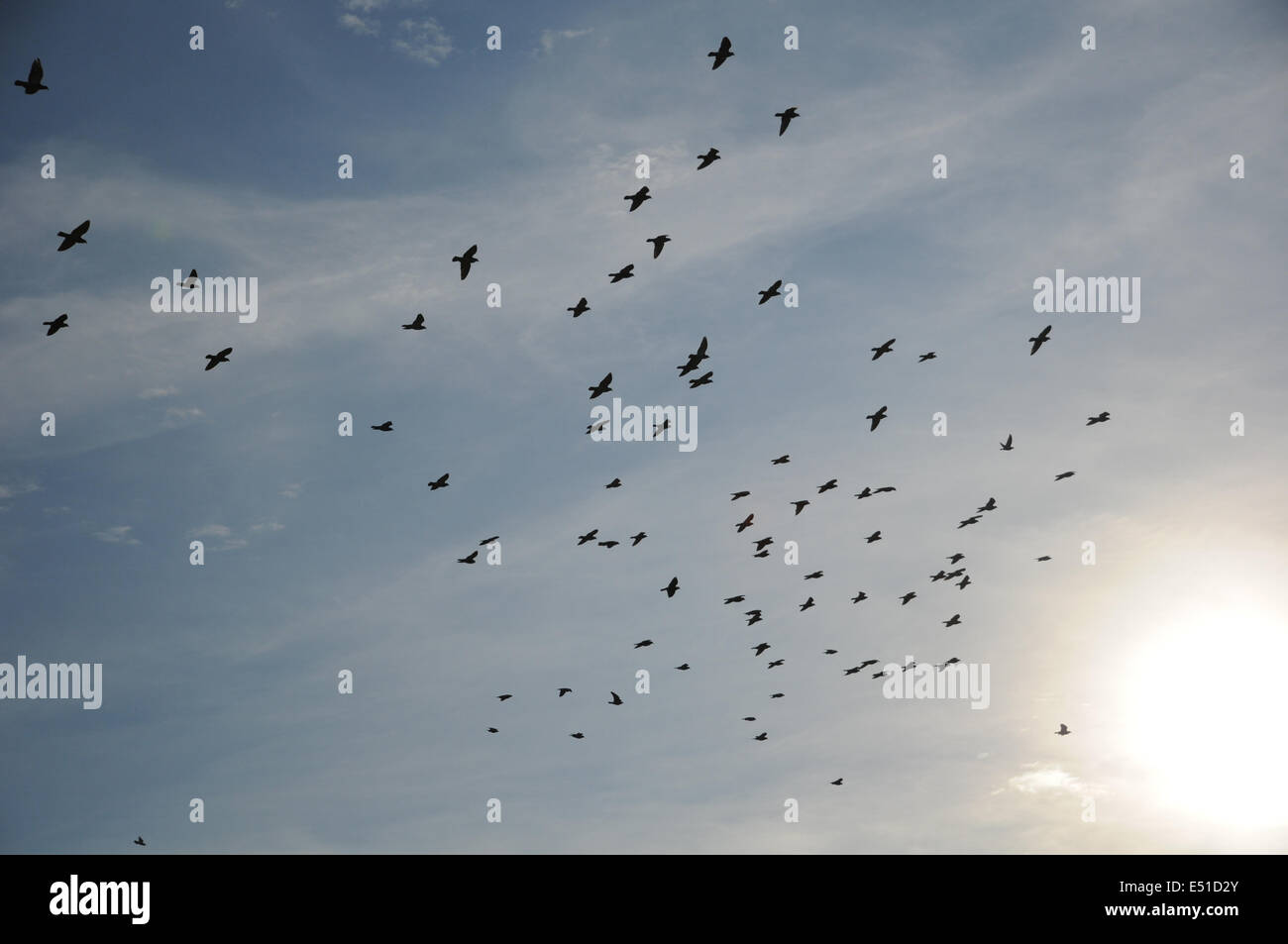 Pigeons de vol Banque D'Images