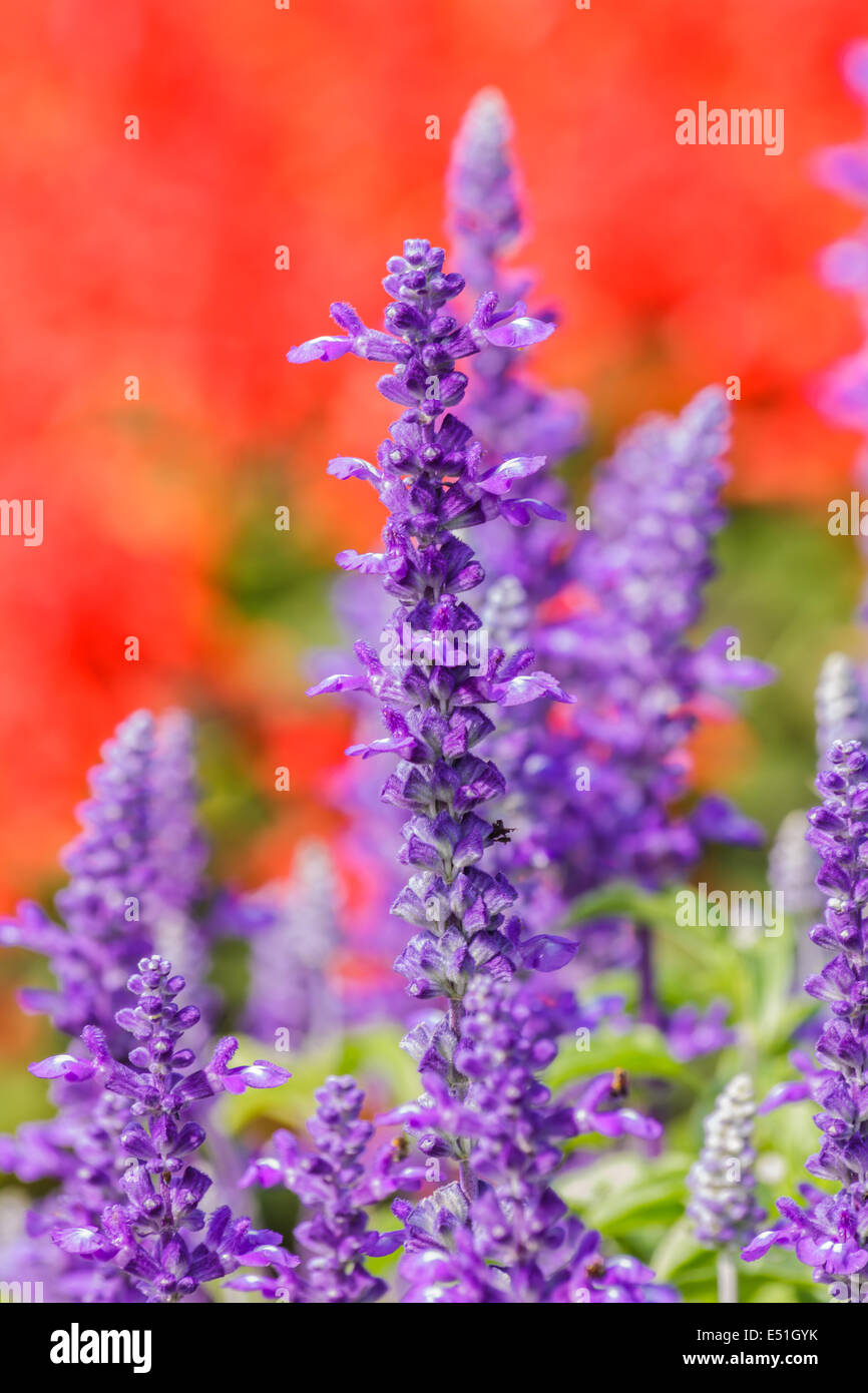 Salvia sclarea herbe fleurs fleurir dans un jardin sur l'arrière-plan flou doucement dans le jardin Banque D'Images