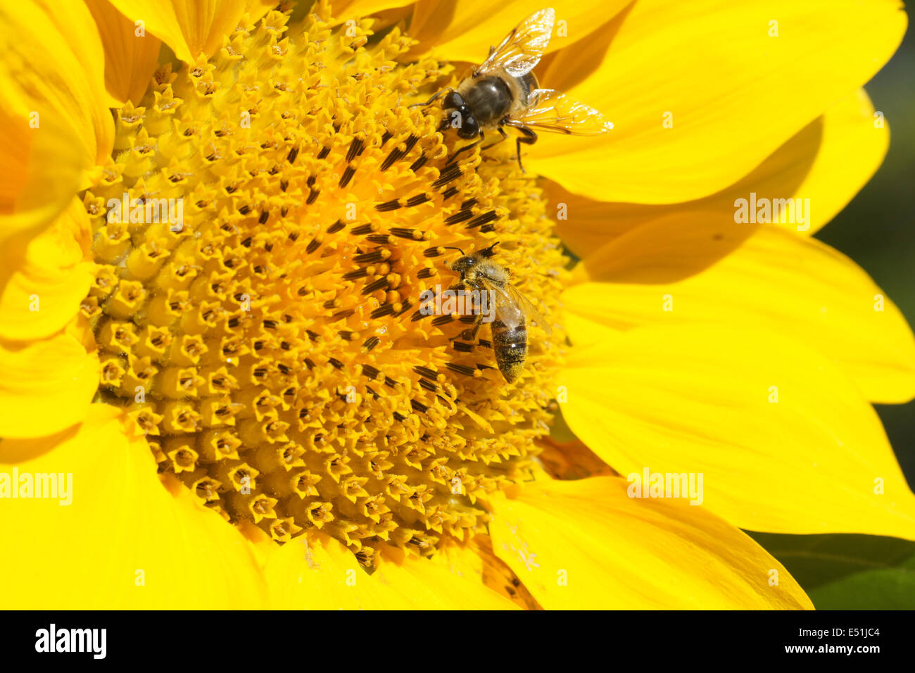 Avec tournesol abeille sauvage et des abeilles Banque D'Images