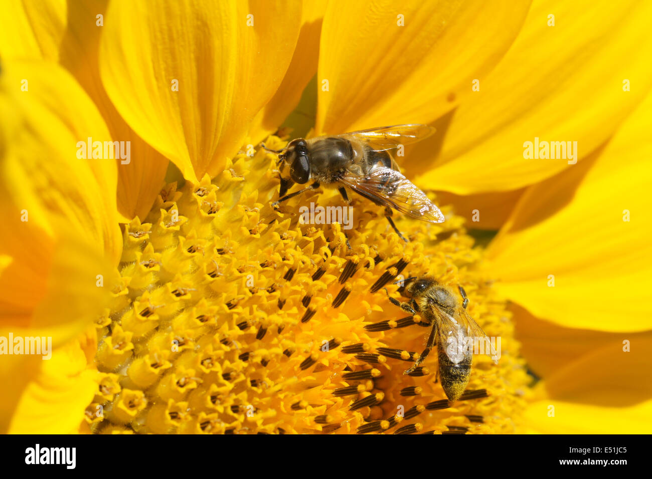 Avec tournesol abeille sauvage et des abeilles Banque D'Images