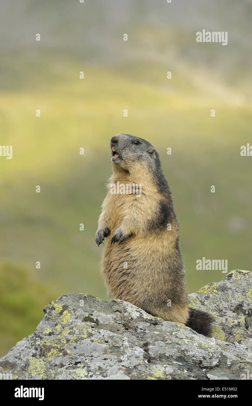 Marmot, Autriche, Europe Banque D'Images