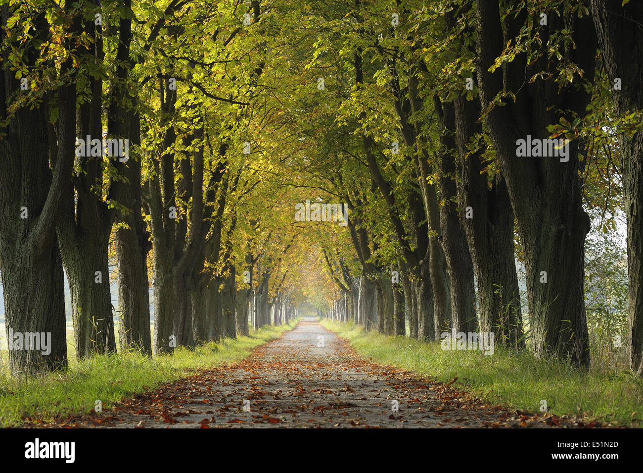 Allée de châtaigniers en automne, Allemagne Banque D'Images