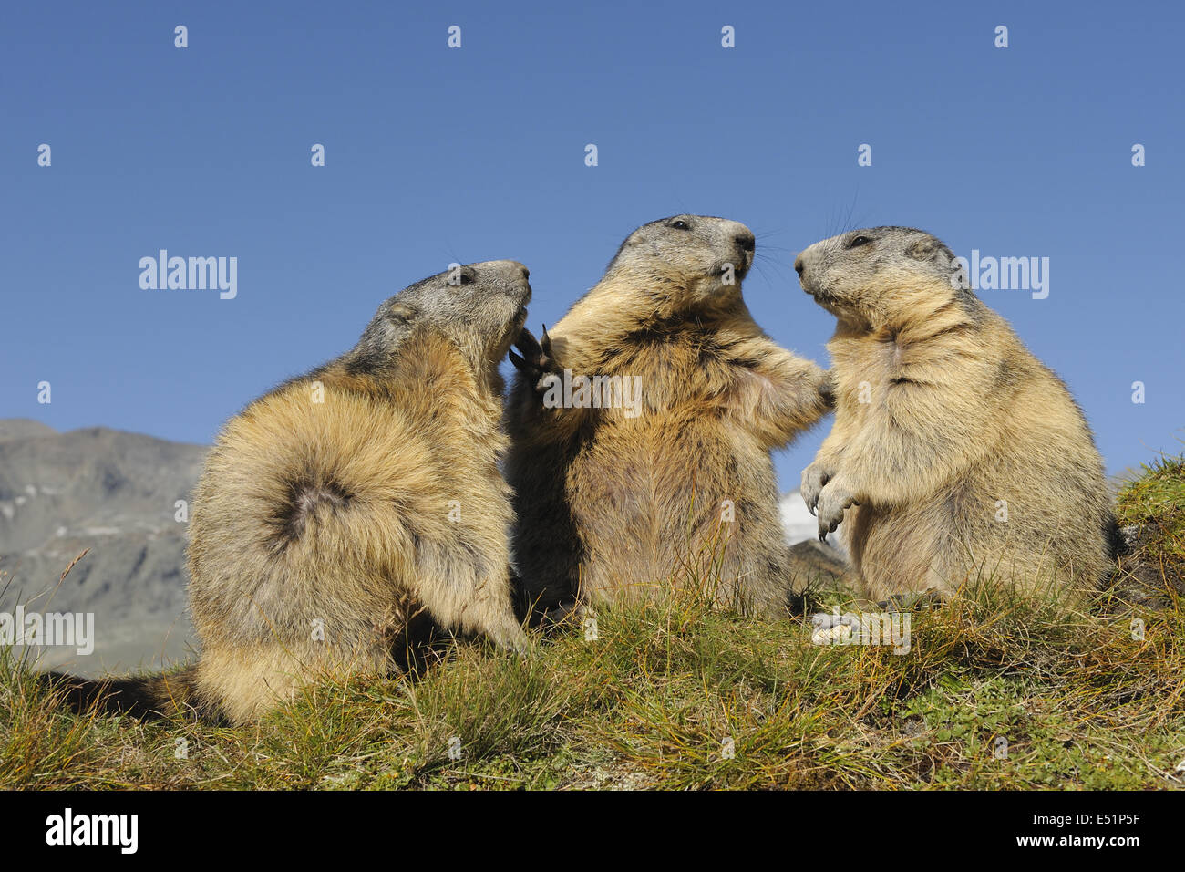 Les marmottes, Autriche, Europe Banque D'Images