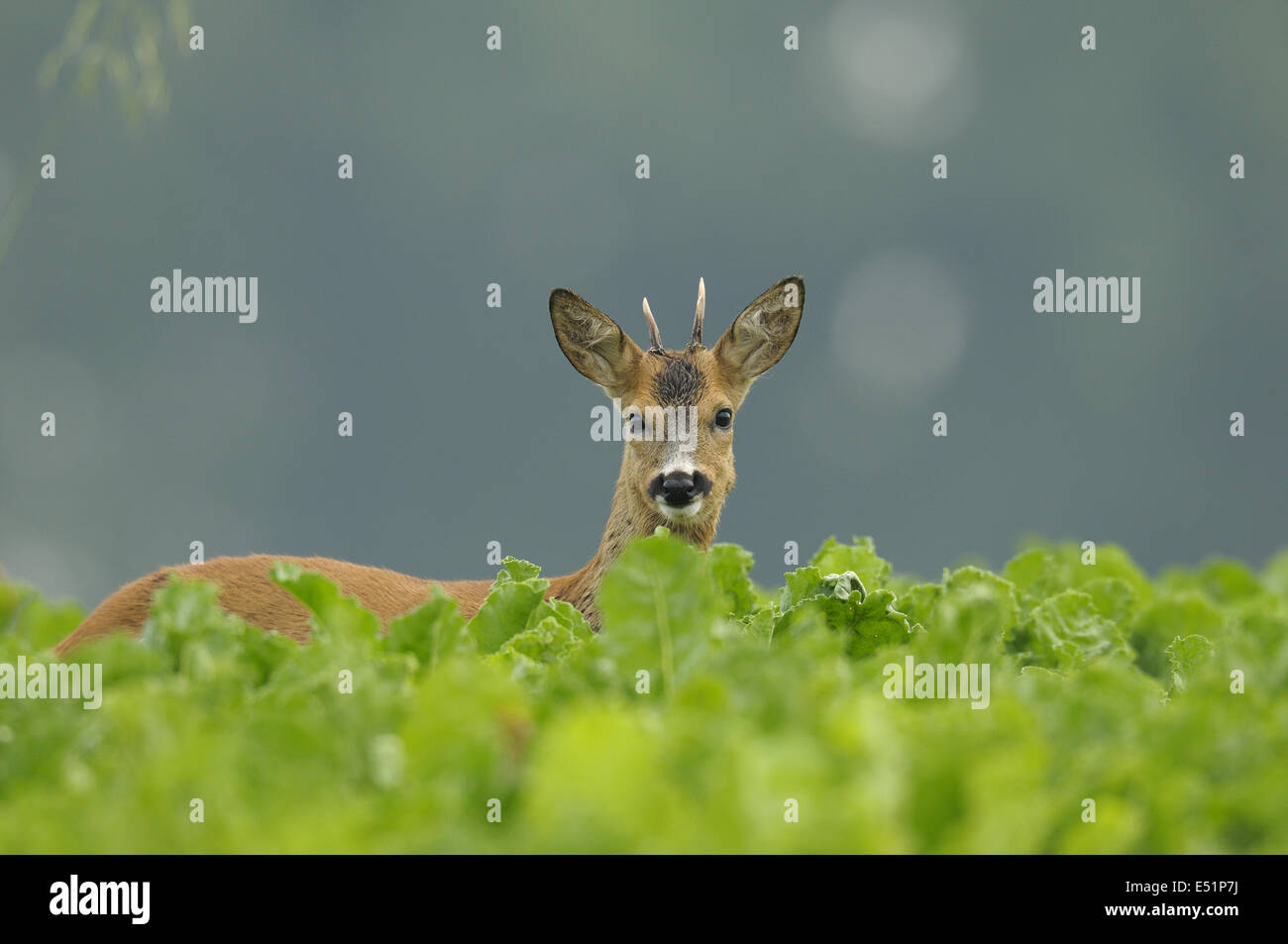 Domaine de la betterave à sucre Roebuck, Allemagne Banque D'Images