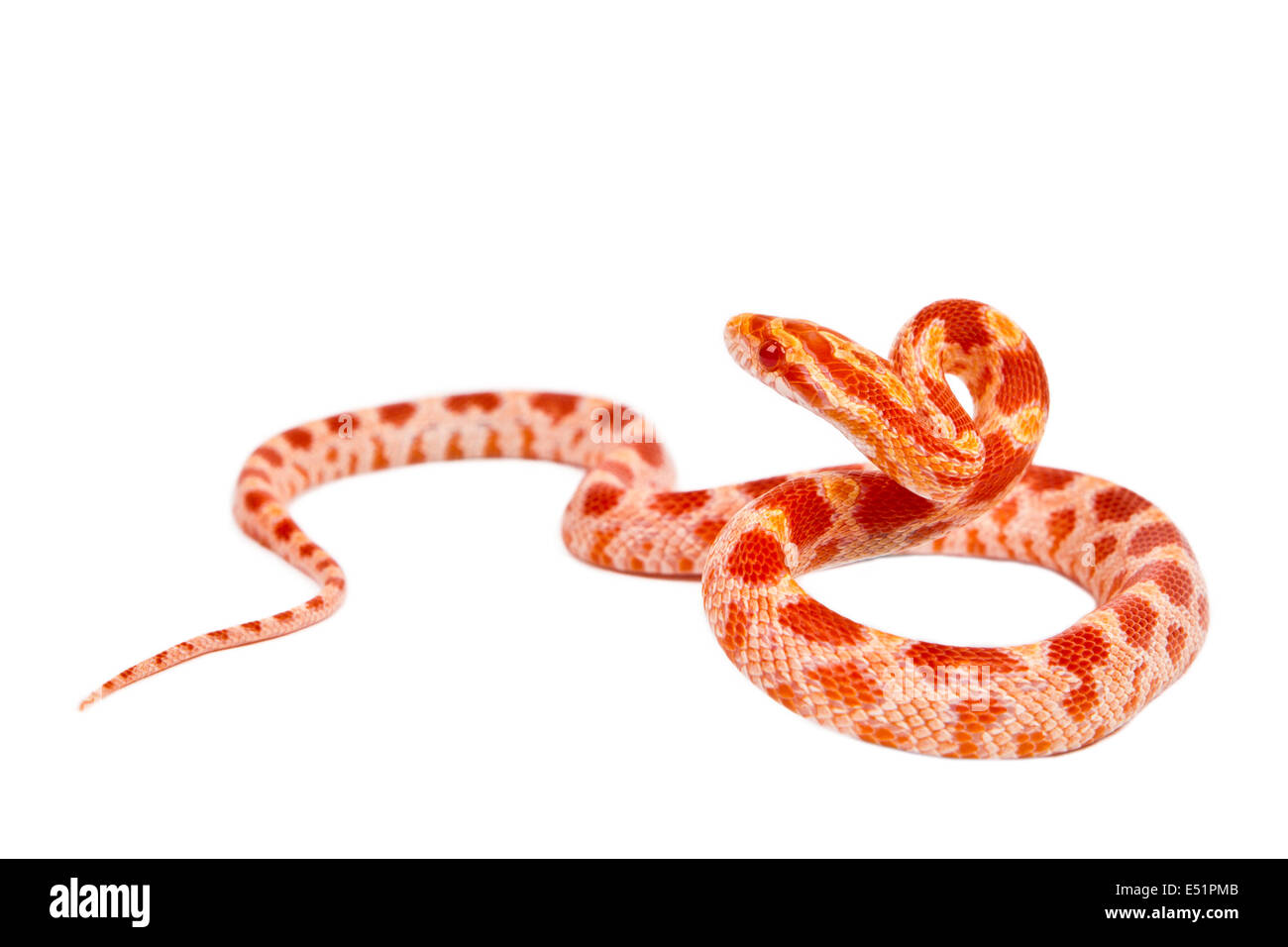 serpent. Banque D'Images