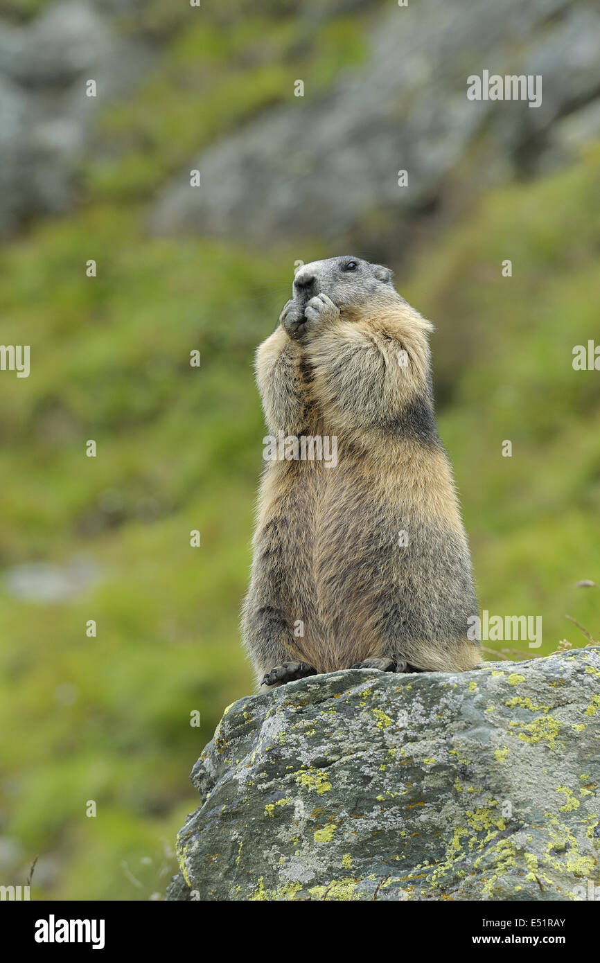 Marmot, Marmota marmota, Autriche, Europe Banque D'Images