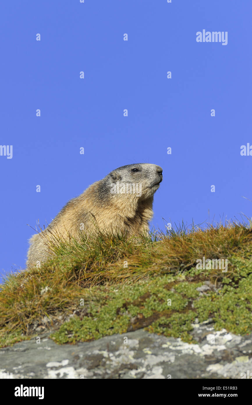 Marmot, Marmota marmota, Autriche, Europe Banque D'Images